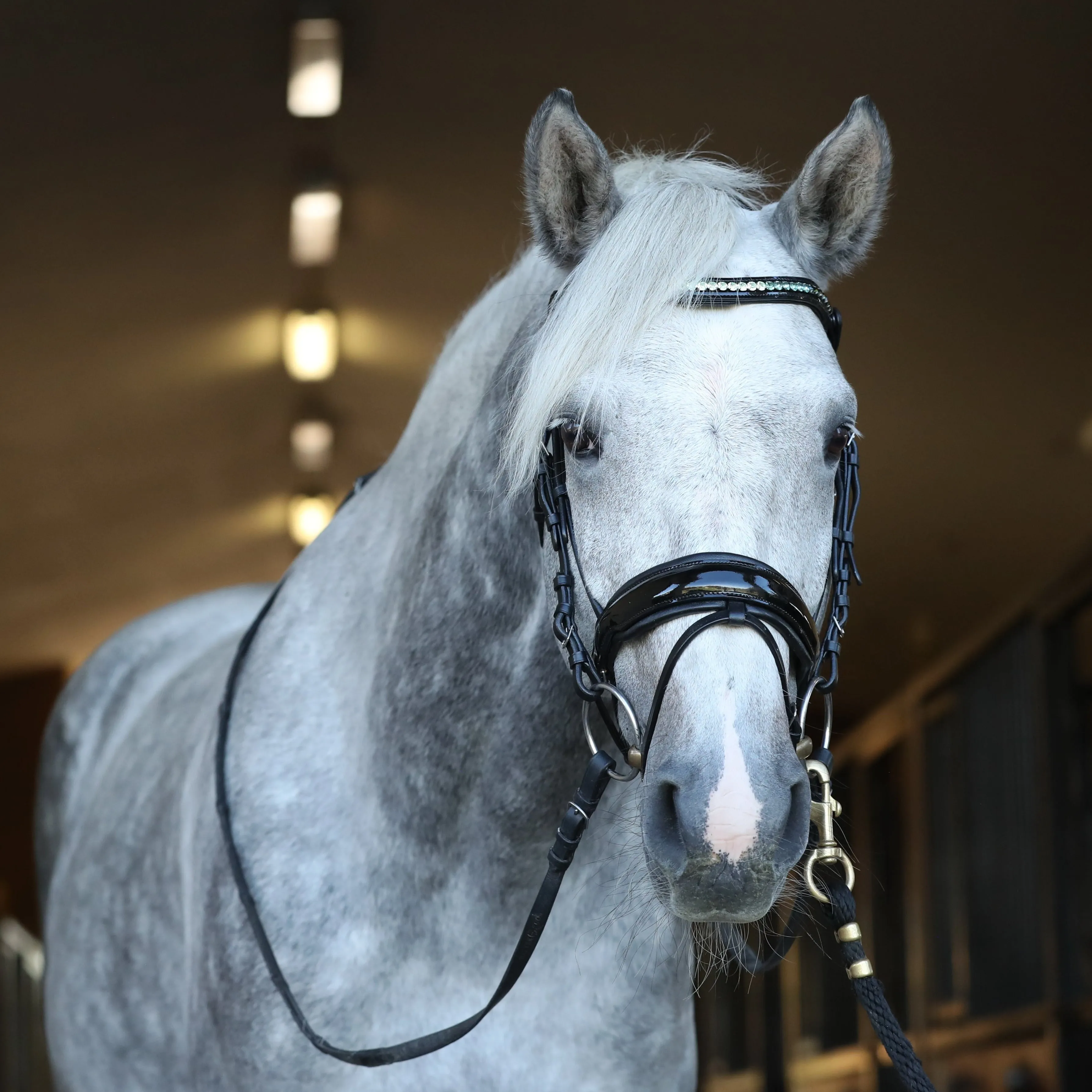 Halter Ego 'Calisa' Patent Snaffle Bridle